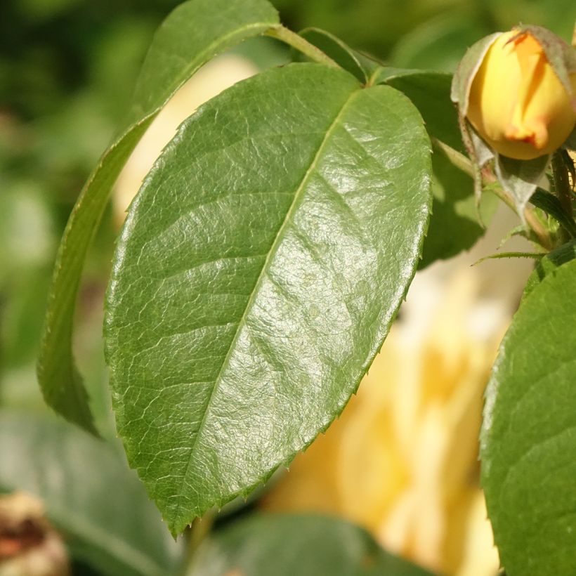 Rosier à fleurs groupées Bernstein Rose (Feuillage)