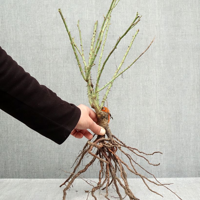 Example of Rosier à fleurs groupées Bluebell Racines nues as you get in hiver