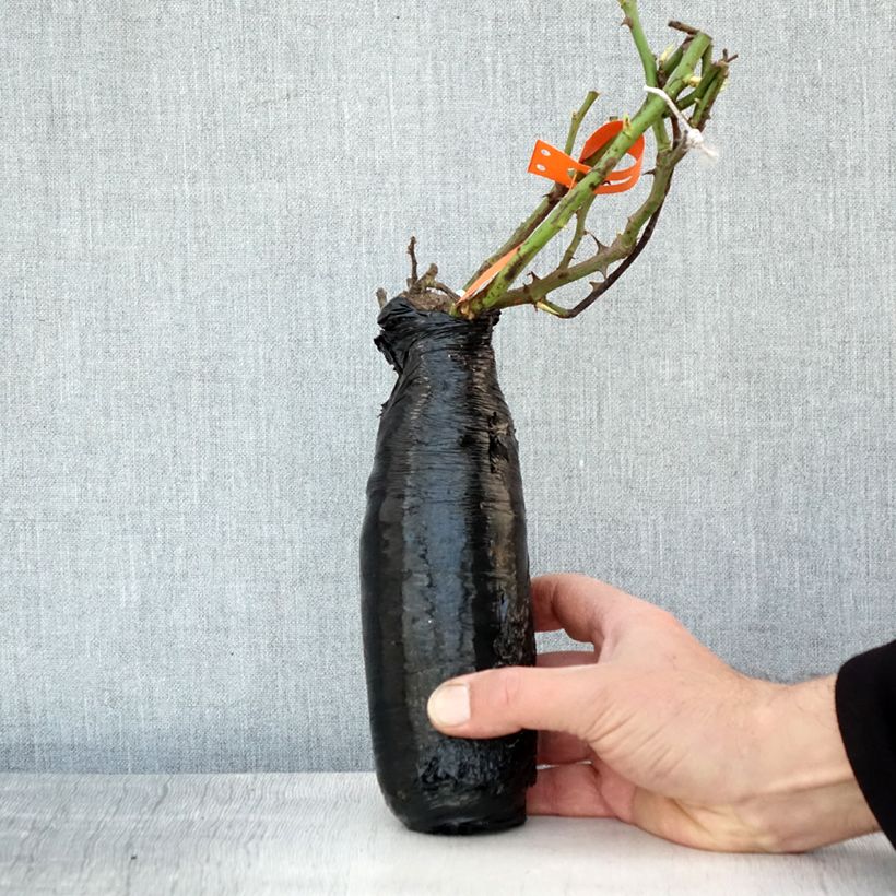 Spécimen de Rosier à fleurs groupées Botticelli Racines nues en motte tel que livré en hiver