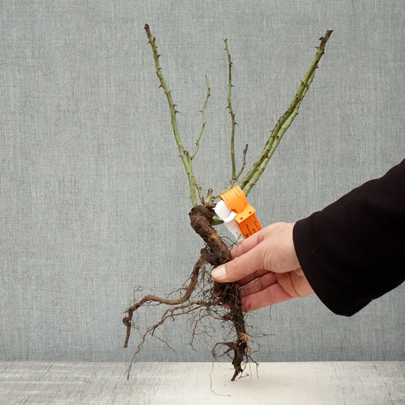 Spécimen de Rosier à fleurs groupées Botticelli Racines nues tel que livré en hiver
