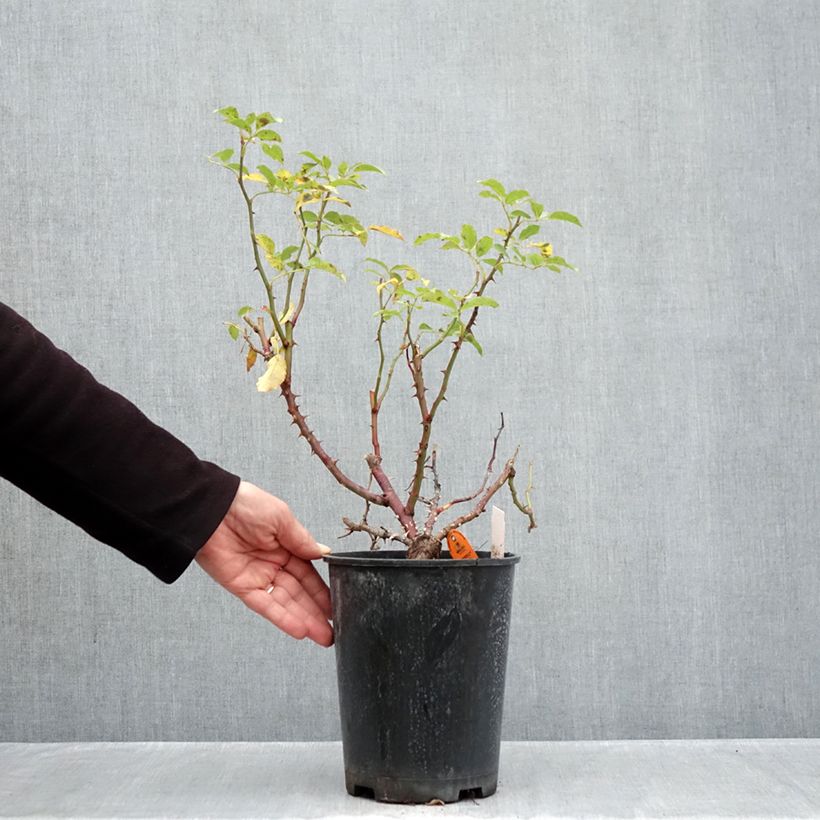 Spécimen de Rosier à fleurs groupées Botticelli Pot de 4L/5L tel que livré en automne