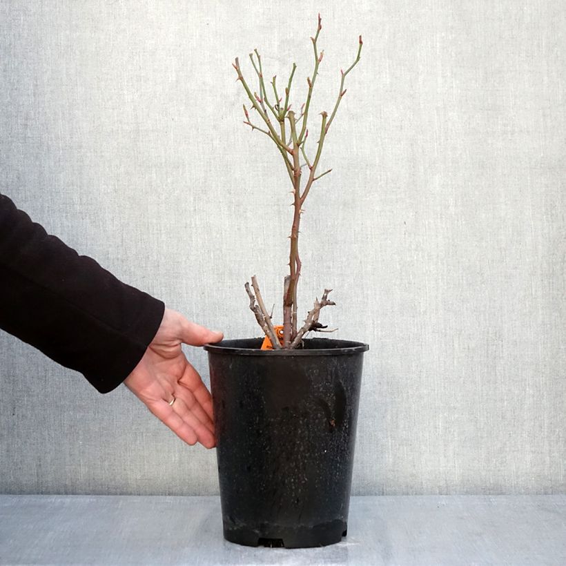 Spécimen de Rosier à fleurs groupées Botticelli Pot de 4L/5L tel que livré en hiver
