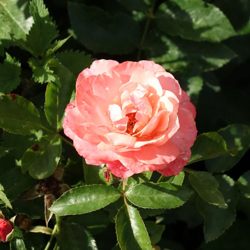 Rosier à fleurs groupées Botticelli (Floraison)