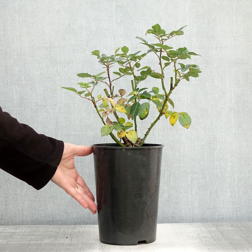 Spécimen de Rosier à fleurs groupées Bouquet Parfait Pot de 4L/5L tel que livré en automne