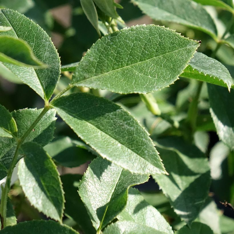 Rosier à fleurs groupées Carte Blanche (Foliage)