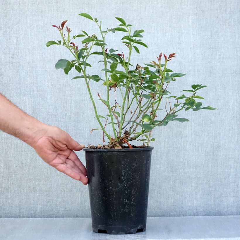 Example of Rosier à fleurs groupées Carte Blanche Pot de 4L/5L as you get in ete