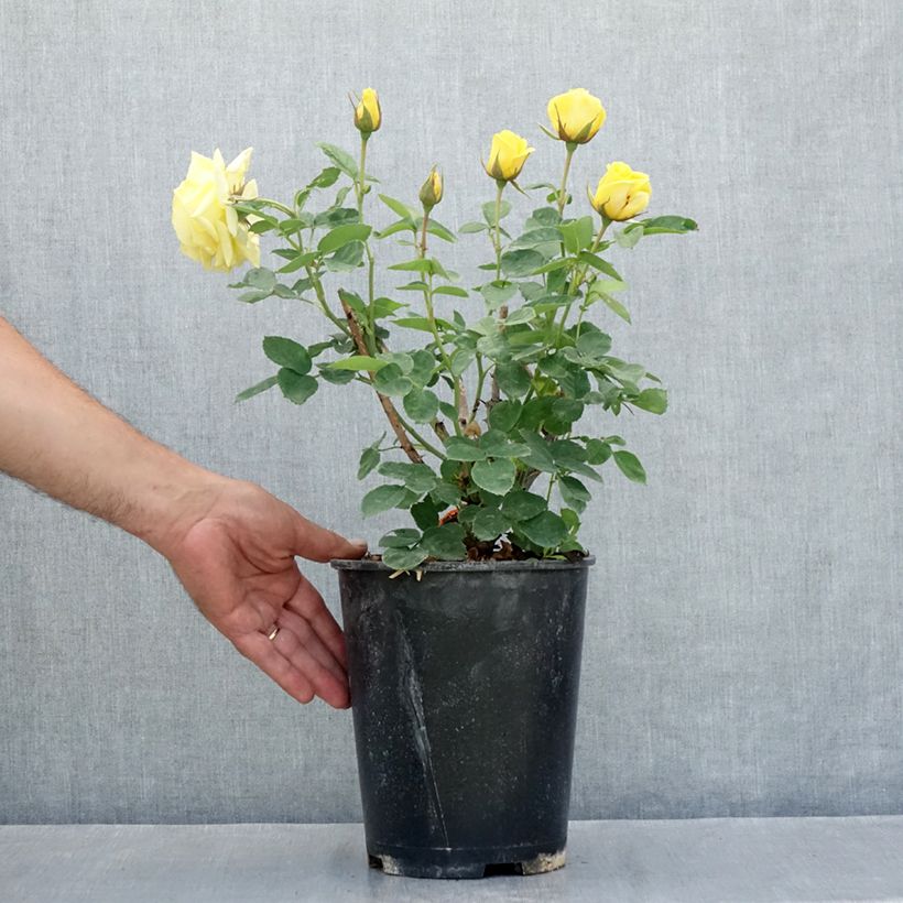 Example of Rosier à fleurs groupées Carte d'Or Pot de 4L/5L as you get in ete