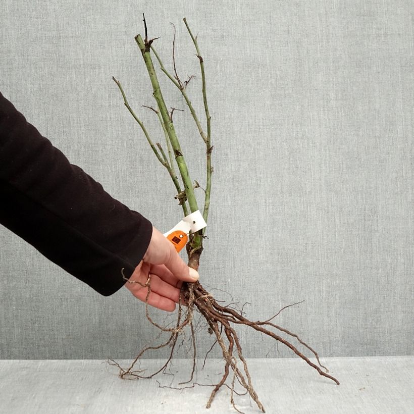 Example of Rosier à fleurs groupées Carte d'Or Racines nues as you get in hiver