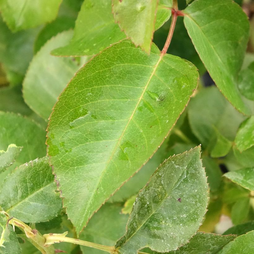 Rosier à fleurs groupées Chalon en Bourgogne (Foliage)