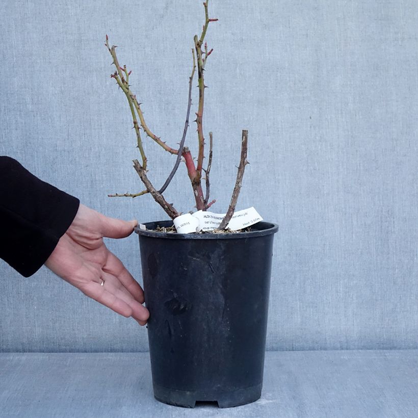 Example of Rosier à fleurs groupées Chalon en Bourgogne Pot de 4L/5L as you get in hiver