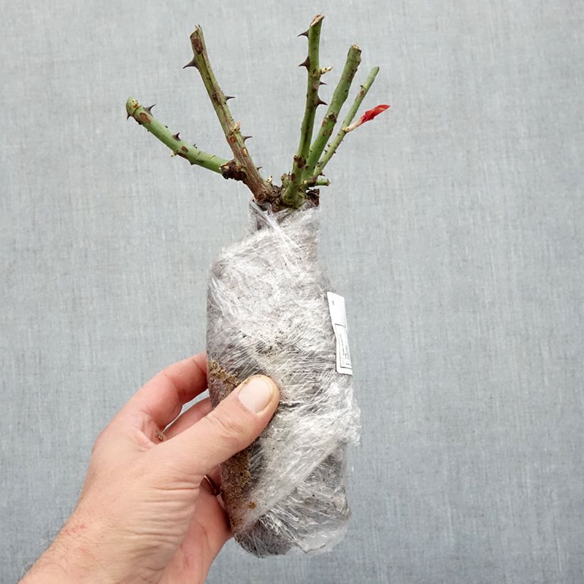 Example of Rosier à fleurs groupées Chalon en Bourgogne Racines nues as you get in hiver