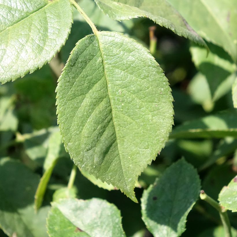 Rosier à fleurs groupées Charles Aznavour (Foliage)