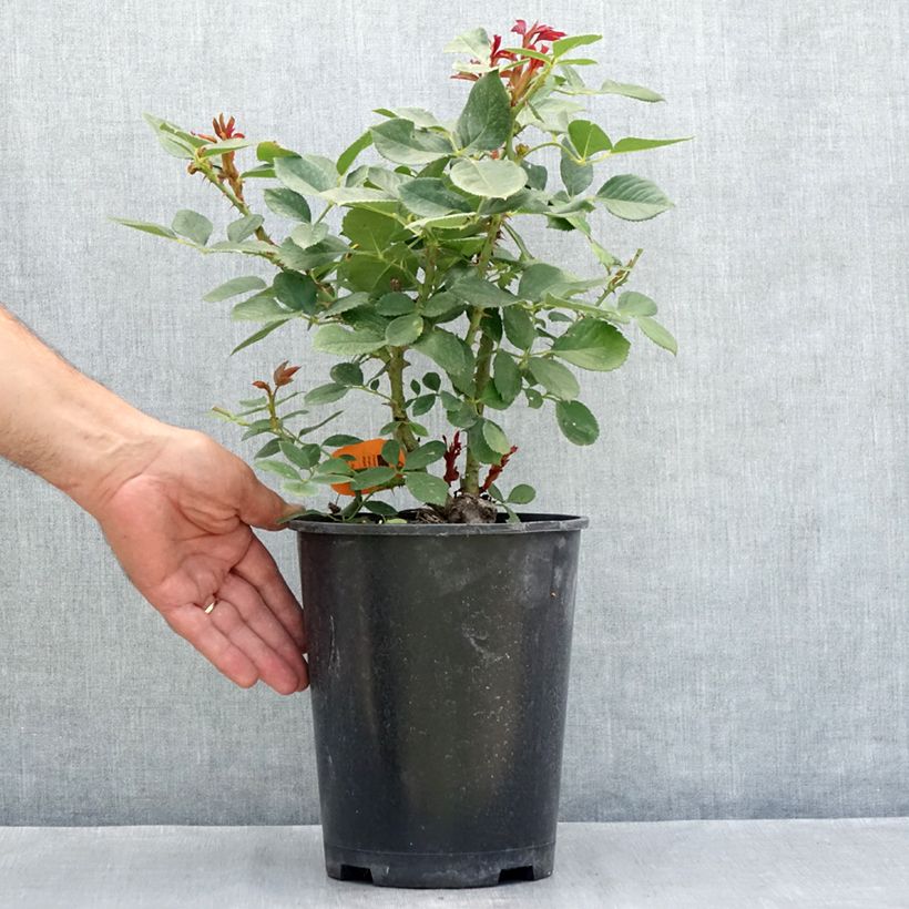 Example of Rosier à fleurs groupées Charles Aznavour Pot de 4L/5L as you get in ete