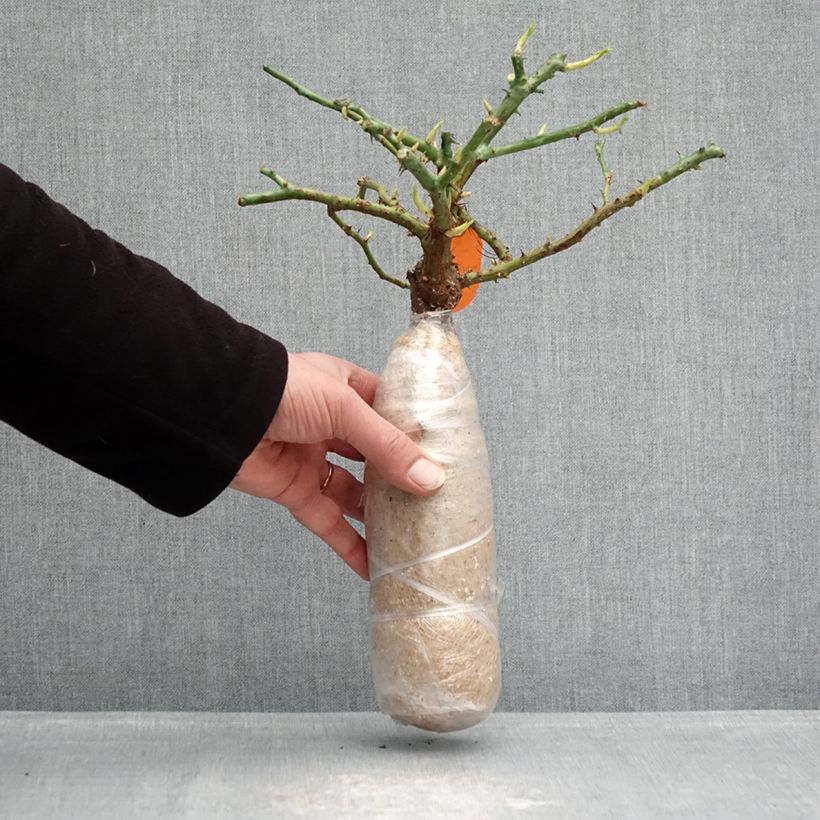 Example of Rosier à fleurs groupées Charles Aznavour Racines nues en motte as you get in hiver