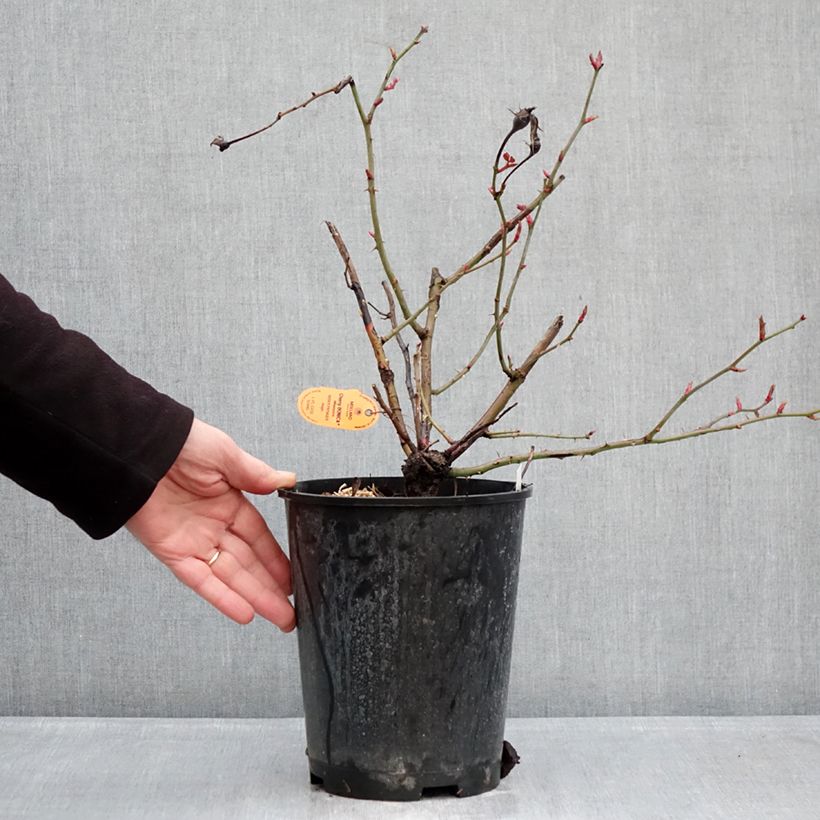 Example of Rosier à fleurs groupées Cherry Bonica Pot de 4L/5L as you get in hiver