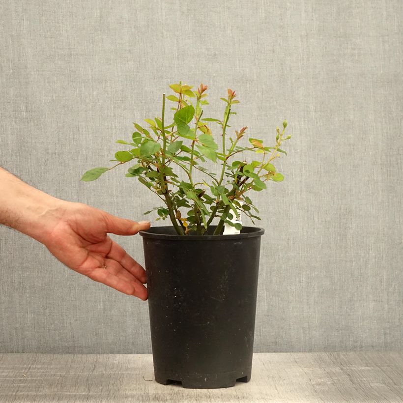 Spécimen de Rosier à fleurs groupées Comtesse André d'Oultremont Pot de 4L/5L tel que livré au printemps