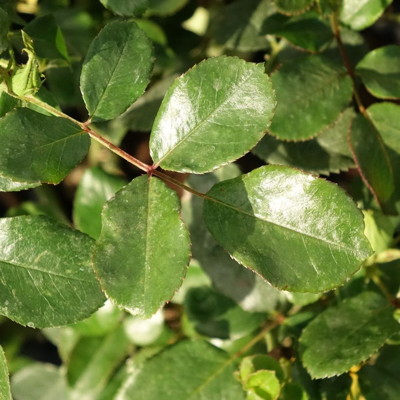 Rosier à fleurs groupées Coral Lions-Rose (Foliage)