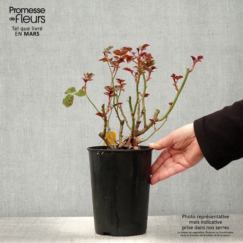 Example of Rosier à fleurs groupées Coral Lions-Rose Pot de 3L/4L as you get in printemps