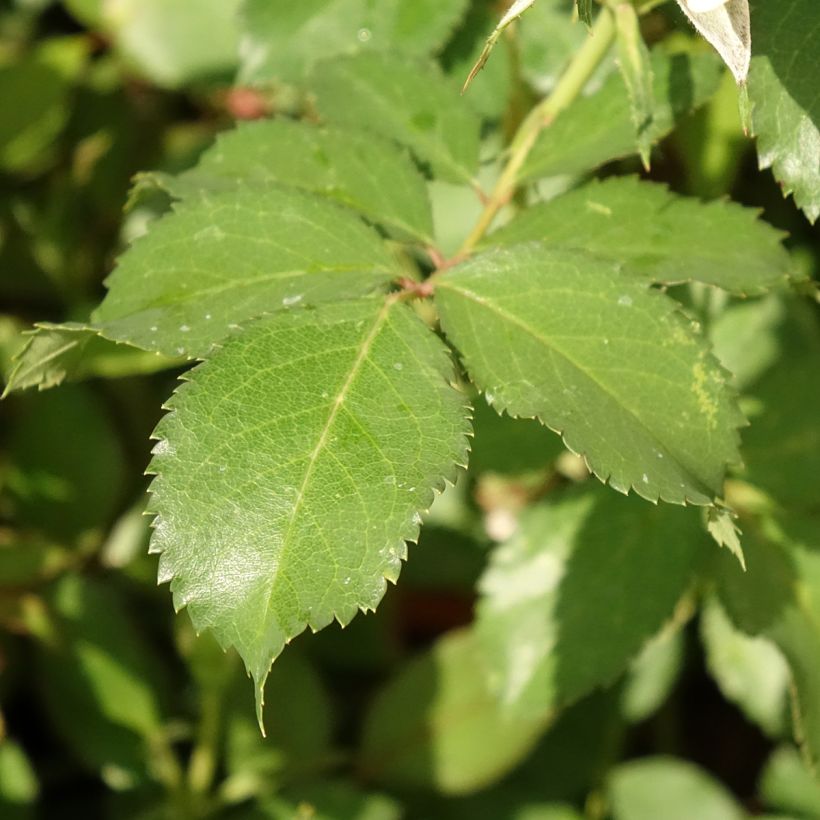 Rosier à fleurs groupées Crème Chantilly (Foliage)