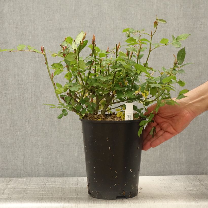 Example of Rosier à fleurs groupées Crème Chantilly Pot de 4L/5L as you get in printemps