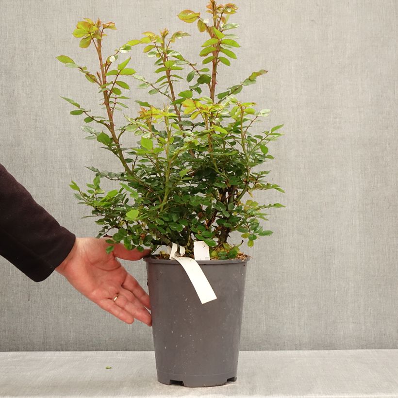 Spécimen de Rosier à fleurs groupées Don Pacello Pot de 4L/5L tel que livré au printemps