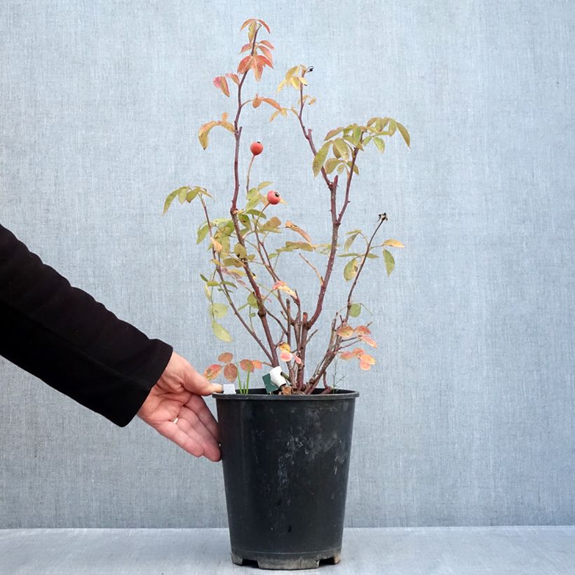 Spécimen de Rosier à fleurs groupées Favorite Pot de 4L/5L tel que livré en automne