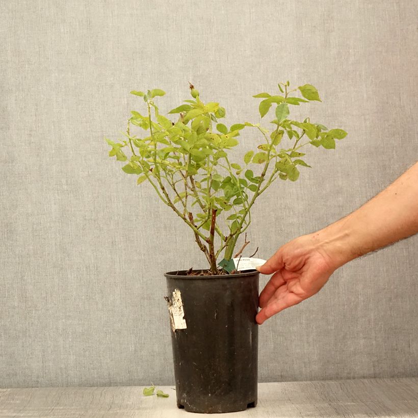 Spécimen de Rosier à fleurs groupées Favorite Pot de 4L/5L tel que livré en été