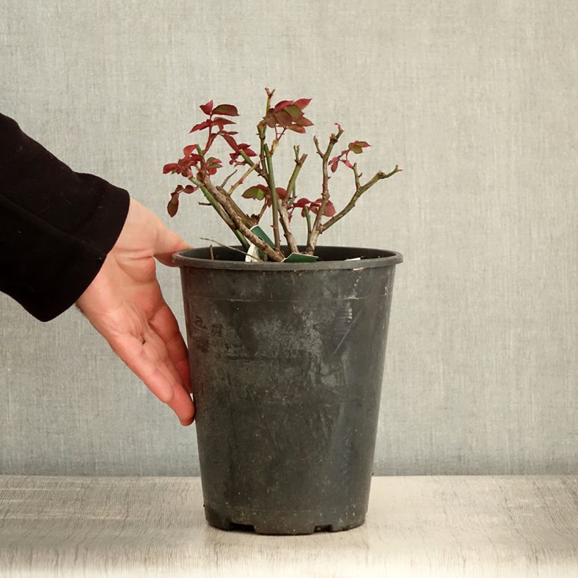 Example of Rosier à fleurs groupées Favorite Pot de 4L/5L as you get in hiver