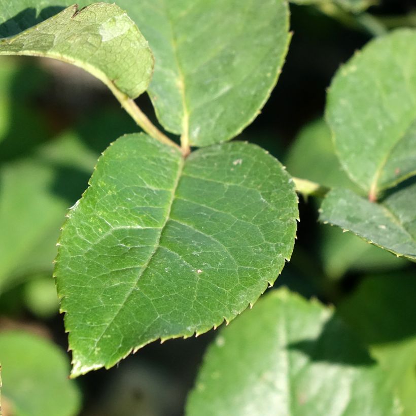 Rosier à fleurs groupées Flame Origami (Foliage)