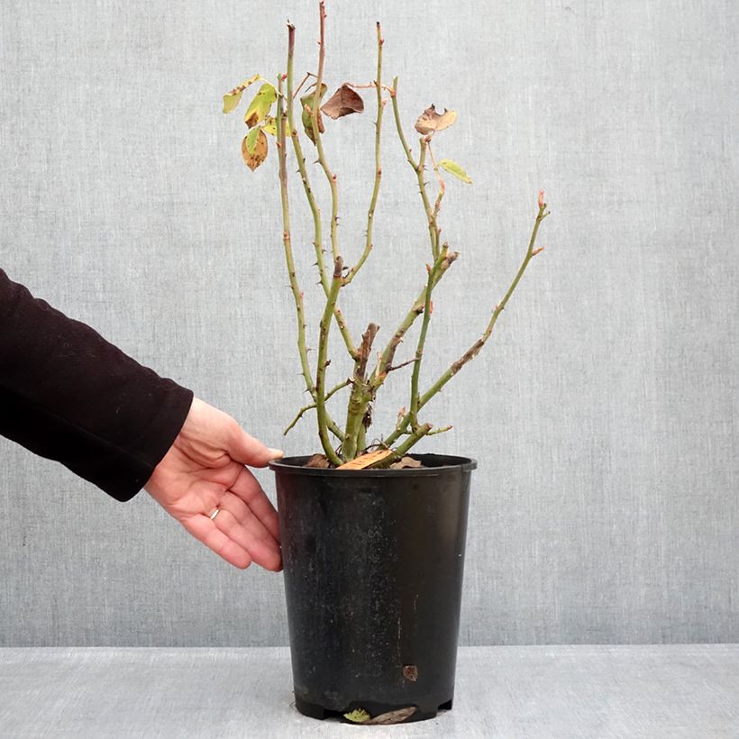 Example of Rosier à fleurs groupées Flame Origami Pot de 4L/5L as you get in hiver