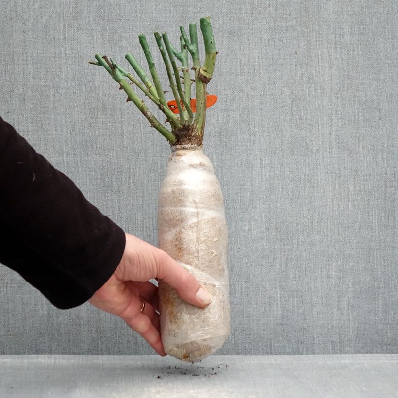 Example of Rosier à fleurs groupées Flame Origami Racines nues en motte as you get in hiver