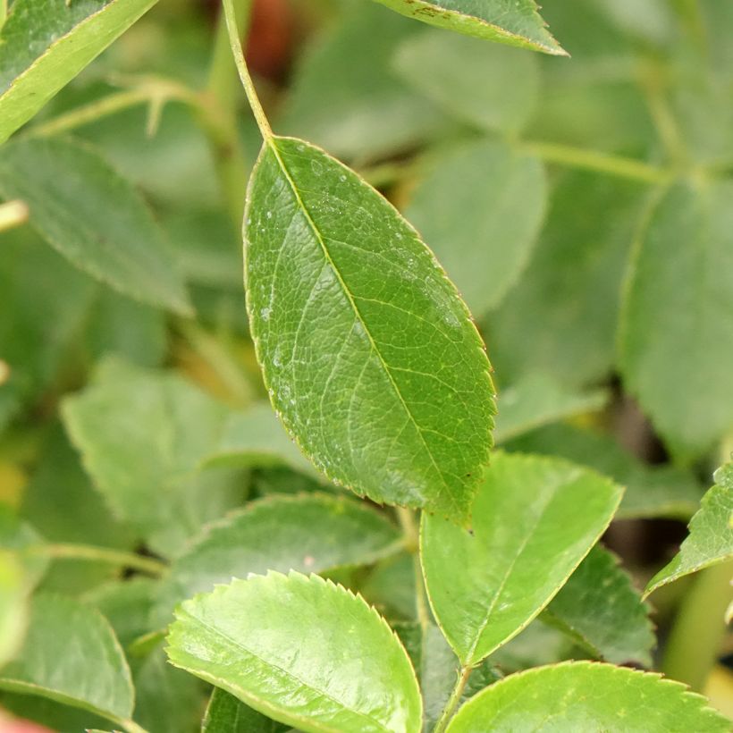 Rosier à fleurs groupées Folle Framboise (Feuillage)