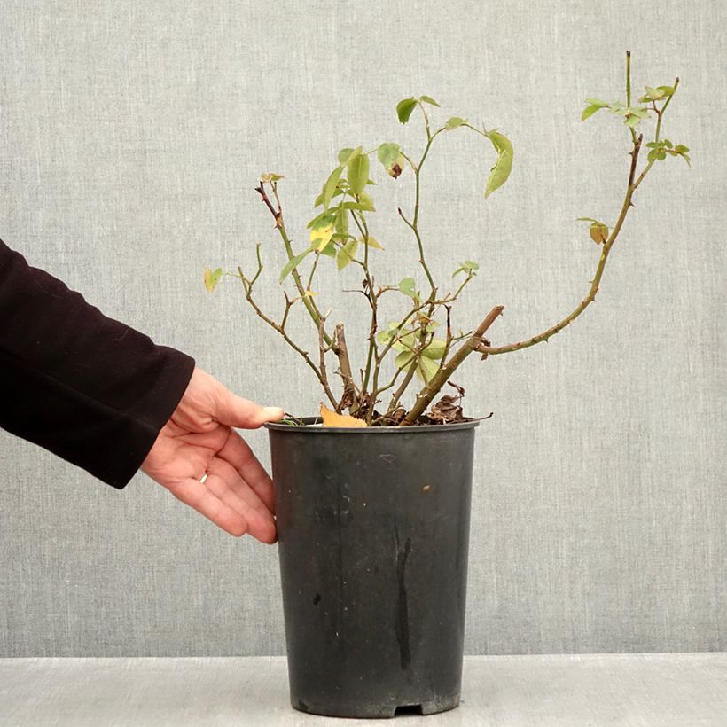 Spécimen de Rosier à fleurs groupées Folle Framboise Pot de 4L/5L tel que livré en automne