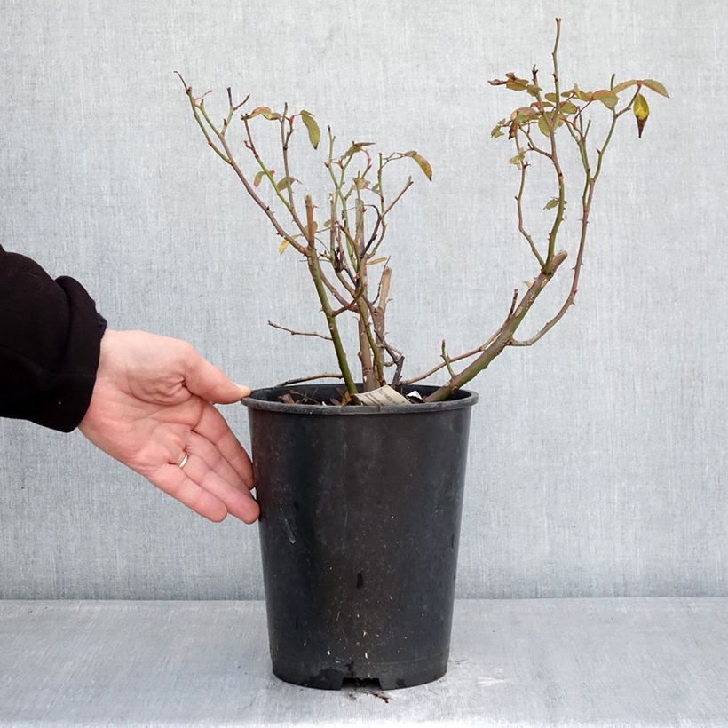 Spécimen de Rosier à fleurs groupées Folle Framboise Pot de 4L/5L tel que livré en hiver