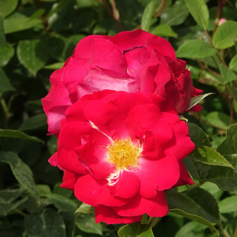 Rosier à fleurs groupées Garance (Floraison)