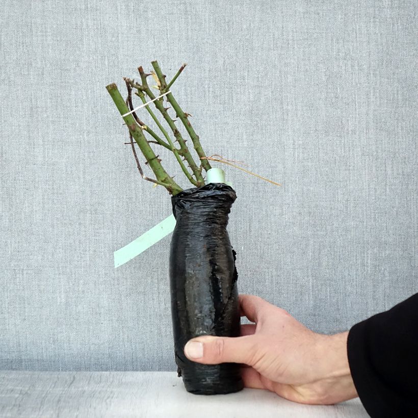 Example of Rosier à fleurs groupées Garden of Roses - Joie de Vivre Racines nues en motte as you get in hiver