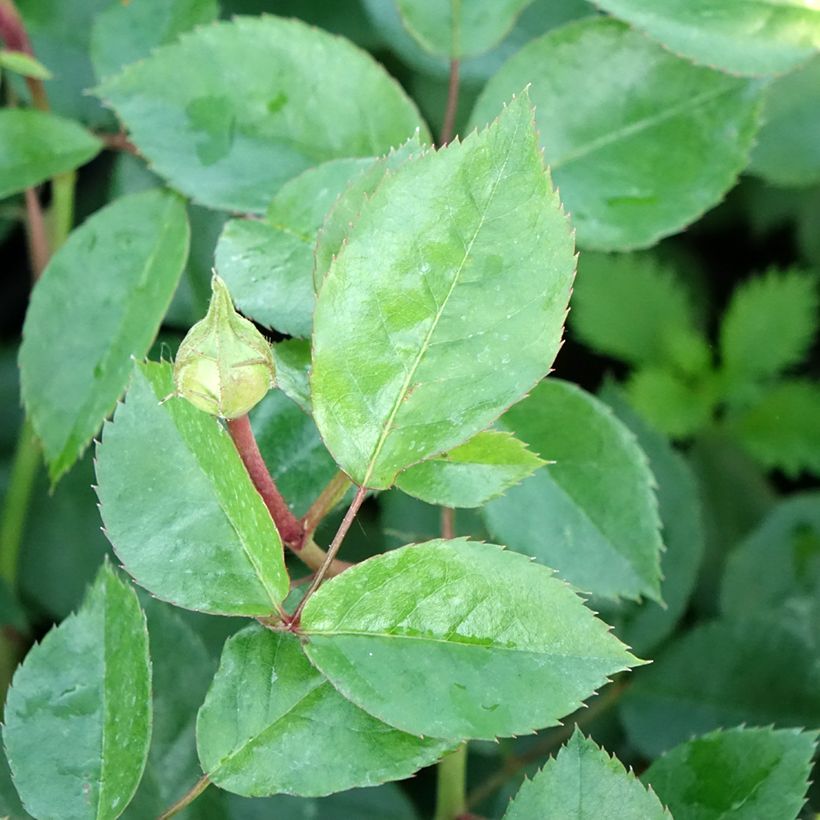 Rosier à fleurs groupées Garden of Roses - Joie de Vivre (Foliage)