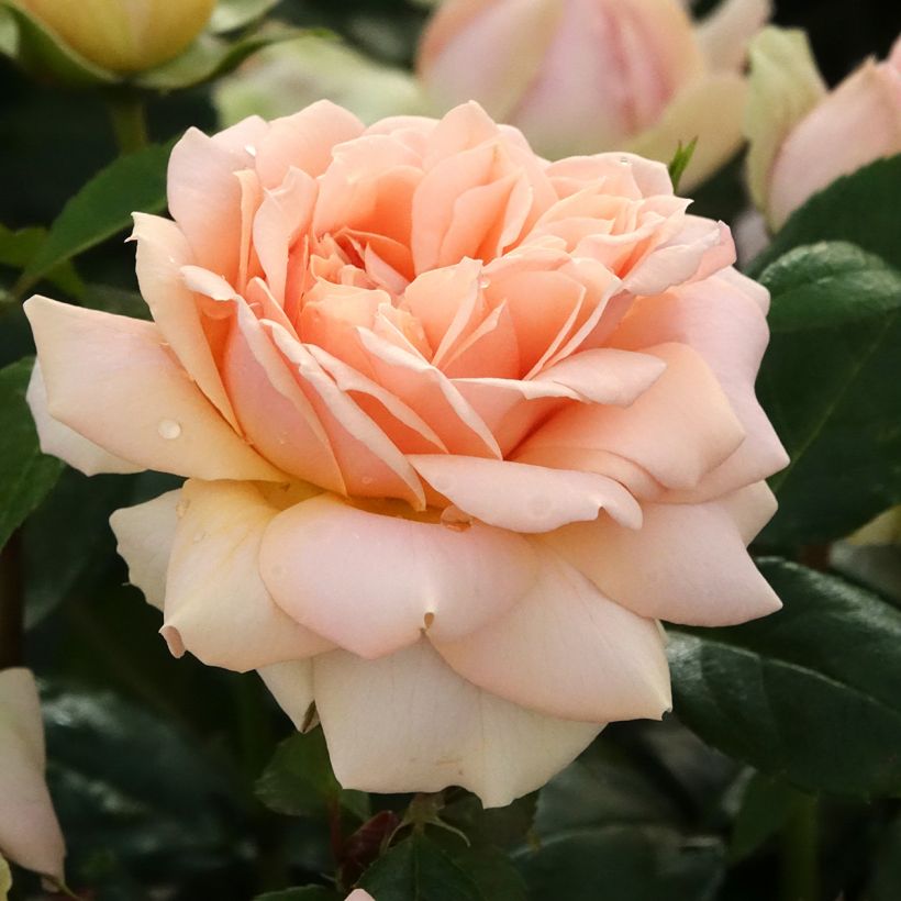 Rosier à fleurs groupées Garden of Roses - Joie de Vivre (Floraison)