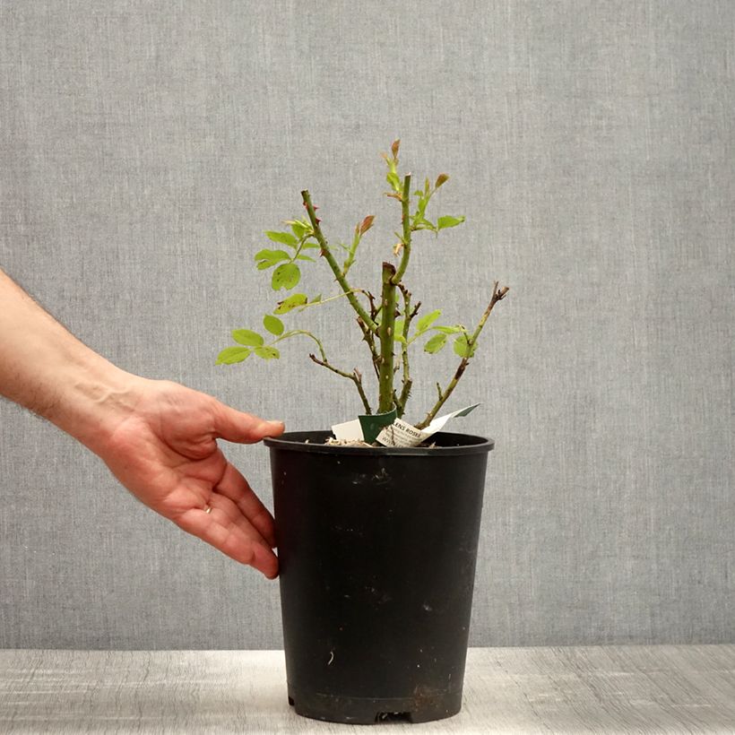 Example of Rosier à fleurs groupées Greensleeves Pot de 4L/5L as you get in printemps