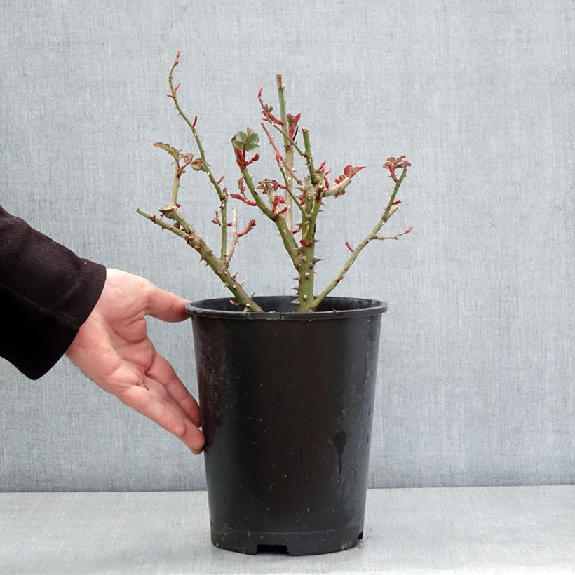 Example of Rosier à fleurs groupées Hedge Charmers - LandLust Pot de 4L/5L as you get in hiver