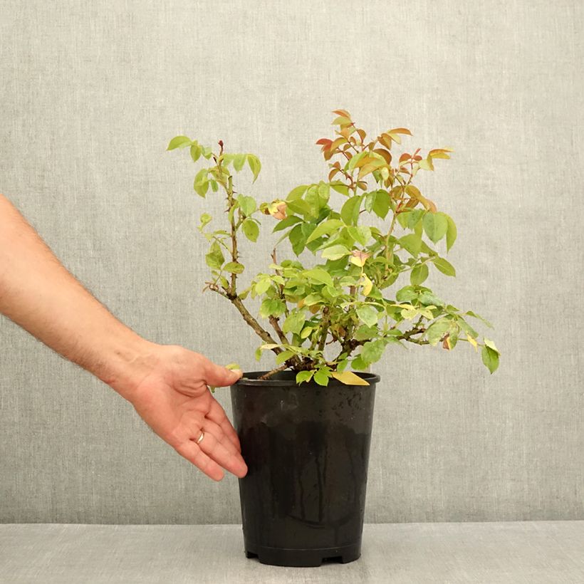 Example of Rosier à fleurs groupées Hot Cocoa ®  Pot de 4L/5L as you get in ete