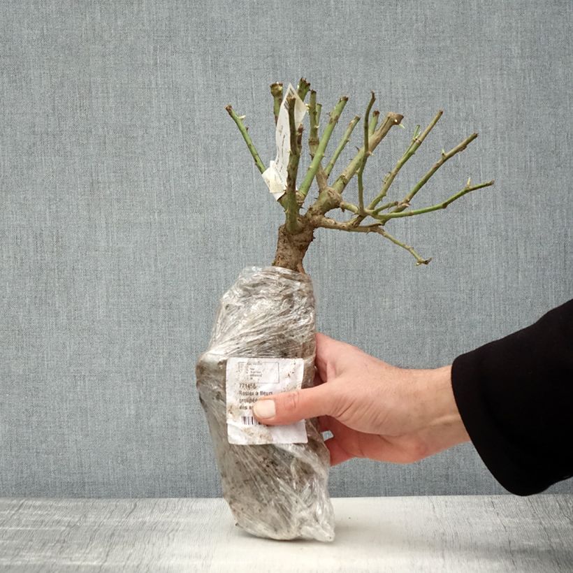 Example of Rosier à fleurs groupées Iceberg (Fée des neiges) Racines nues en motte as you get in hiver