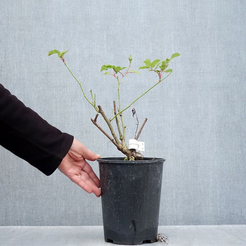 Spécimen de Rosier à fleurs groupées Iceberg (Fée des neiges) Pot de 4L/5L tel que livré en automne