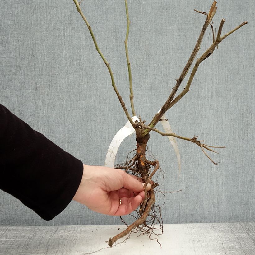 Example of Rosier à fleurs groupées Iceberg (Fée des neiges) Racines nues as you get in hiver