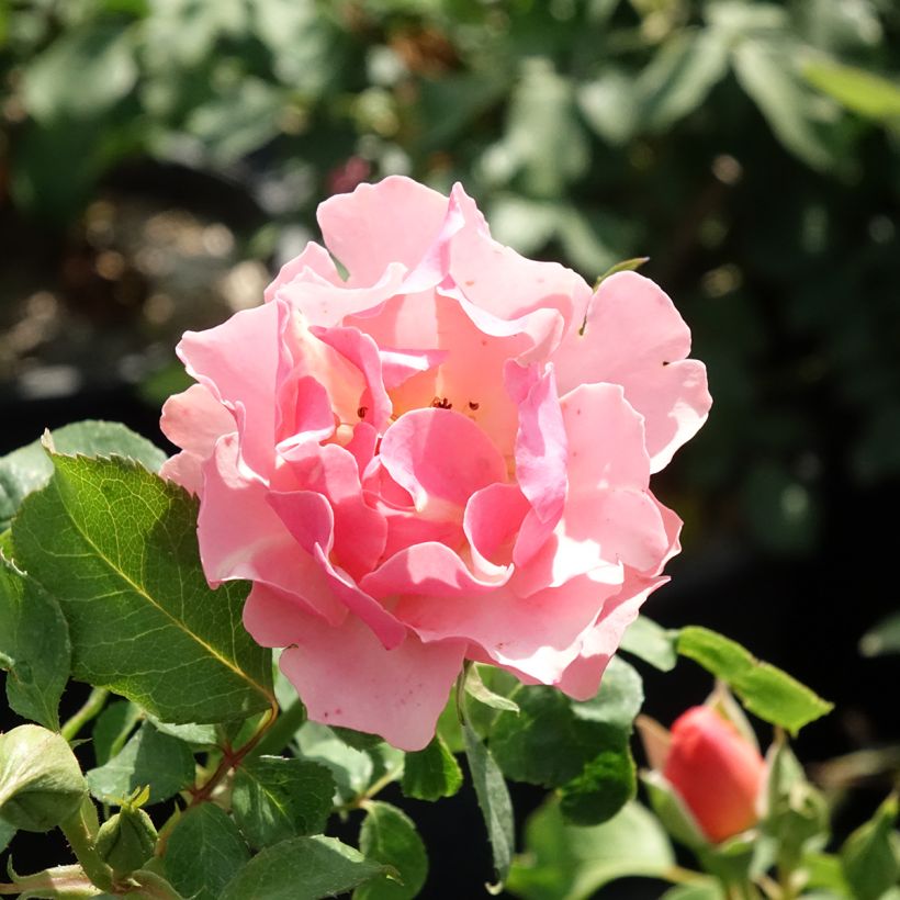 Rosier à fleurs groupées Jean Cocteau (Flowering)