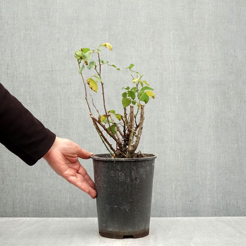 Spécimen de Rosier à fleurs groupées Jean Cocteau Pot de 4L/5L tel que livré en automne