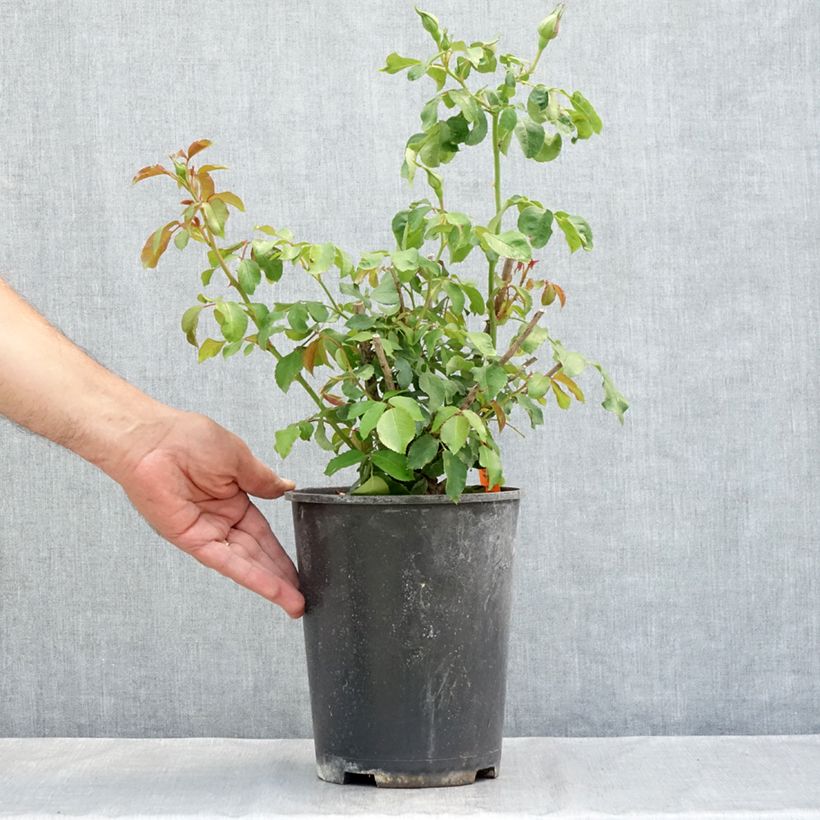 Example of Rosier à fleurs groupées Jean Cocteau Pot de 4L/5L as you get in ete