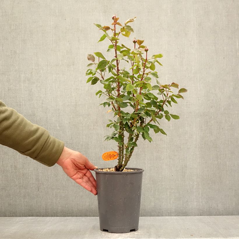 Spécimen de Rosier à fleurs groupées Julio Iglesias Meistemon Pot de 4L/5L tel que livré au printemps