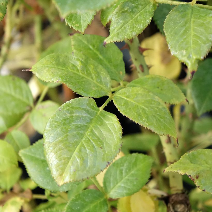 Rosier à fleurs groupées La Sauvagine Terre et Passion (Foliage)