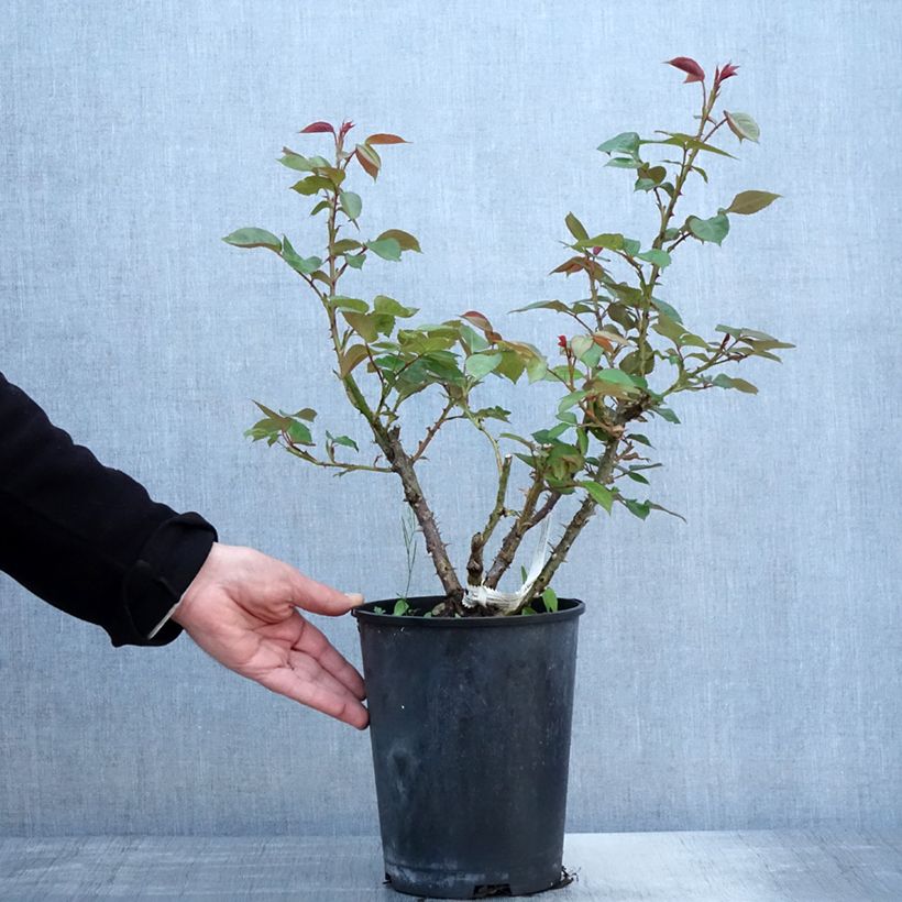 Example of Rosier à fleurs groupées La Sauvagine Terre et Passion Pot de 4L/5L as you get in printemps